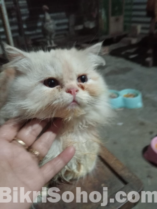 Parsian cat